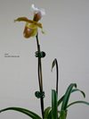 Paphiopedilum coccineum 